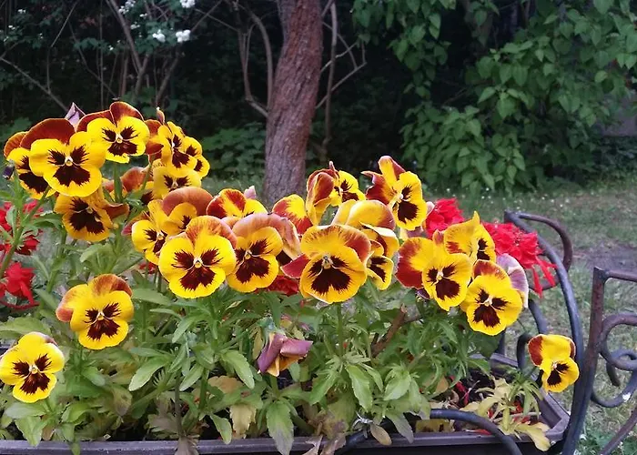 Hostelino אכסניה סופוט