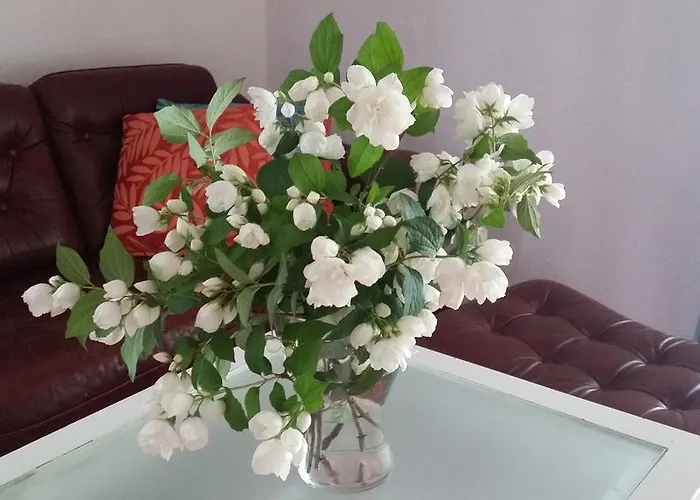 Hostelino אכסניה סופוט